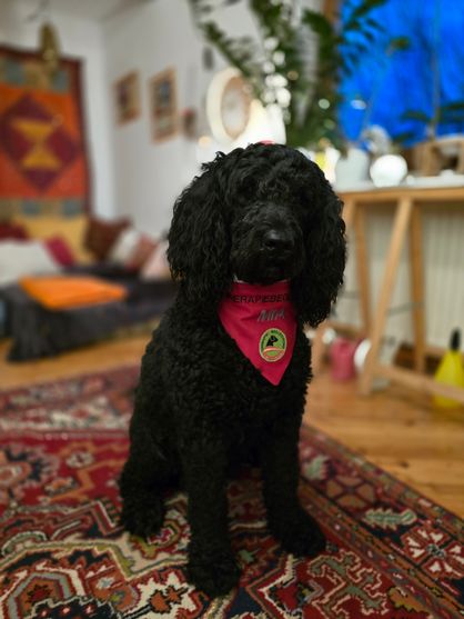 Portugisischer Wasserhund